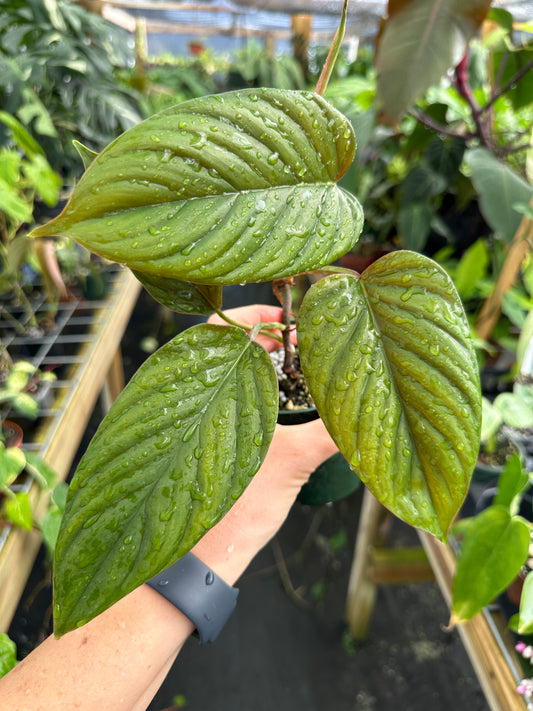 Philodendron ernestii red back