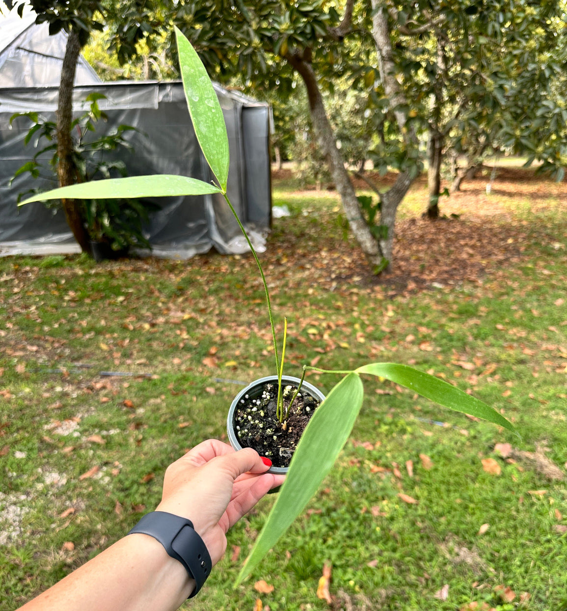 Zamia pseudoparasitica Rare epiphytic cycad