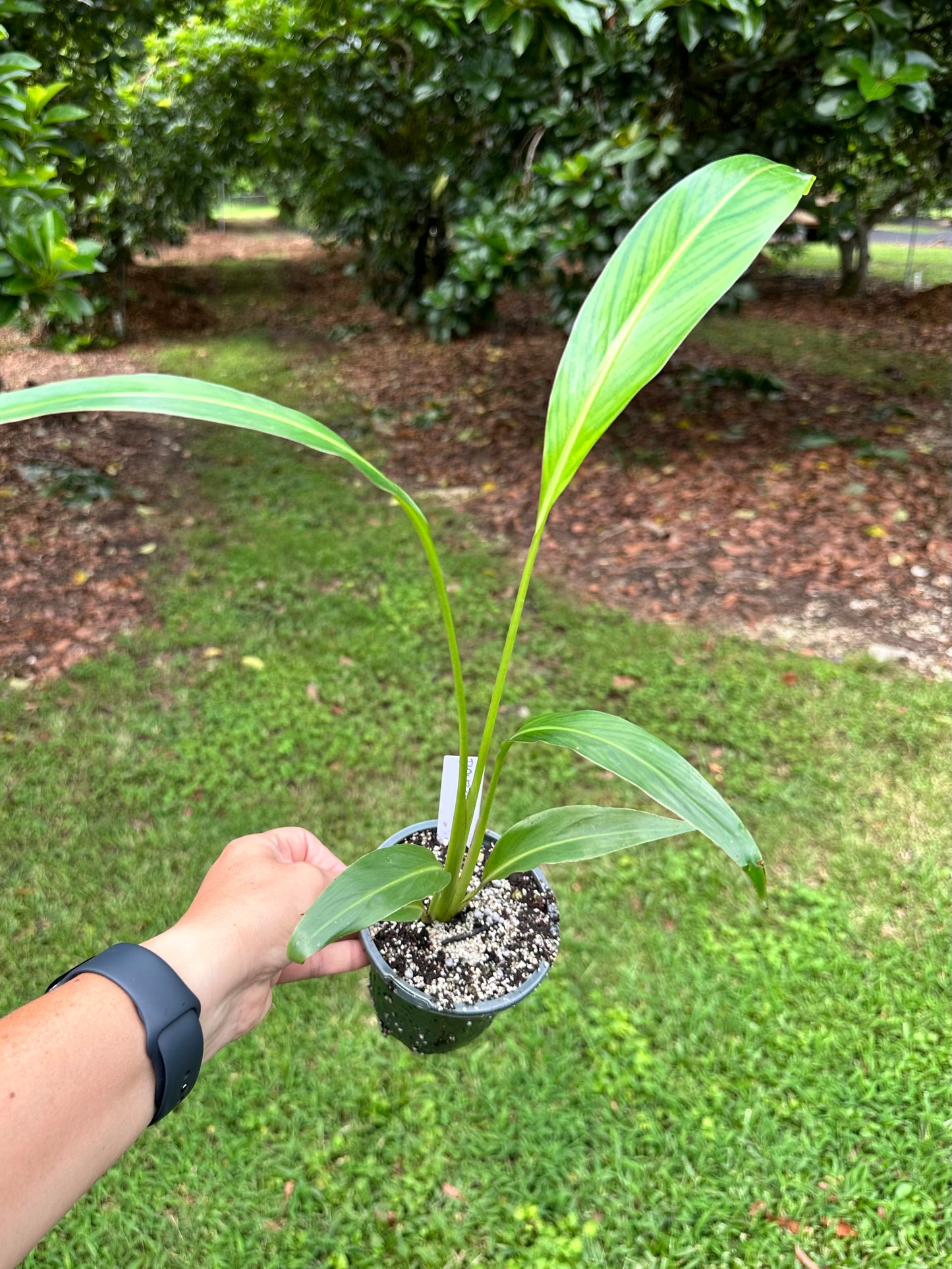 Ravenala Madagascariensis / Travelers Palm