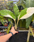 Spathiphyllum "Wizard" Albo variegated Peace Lily