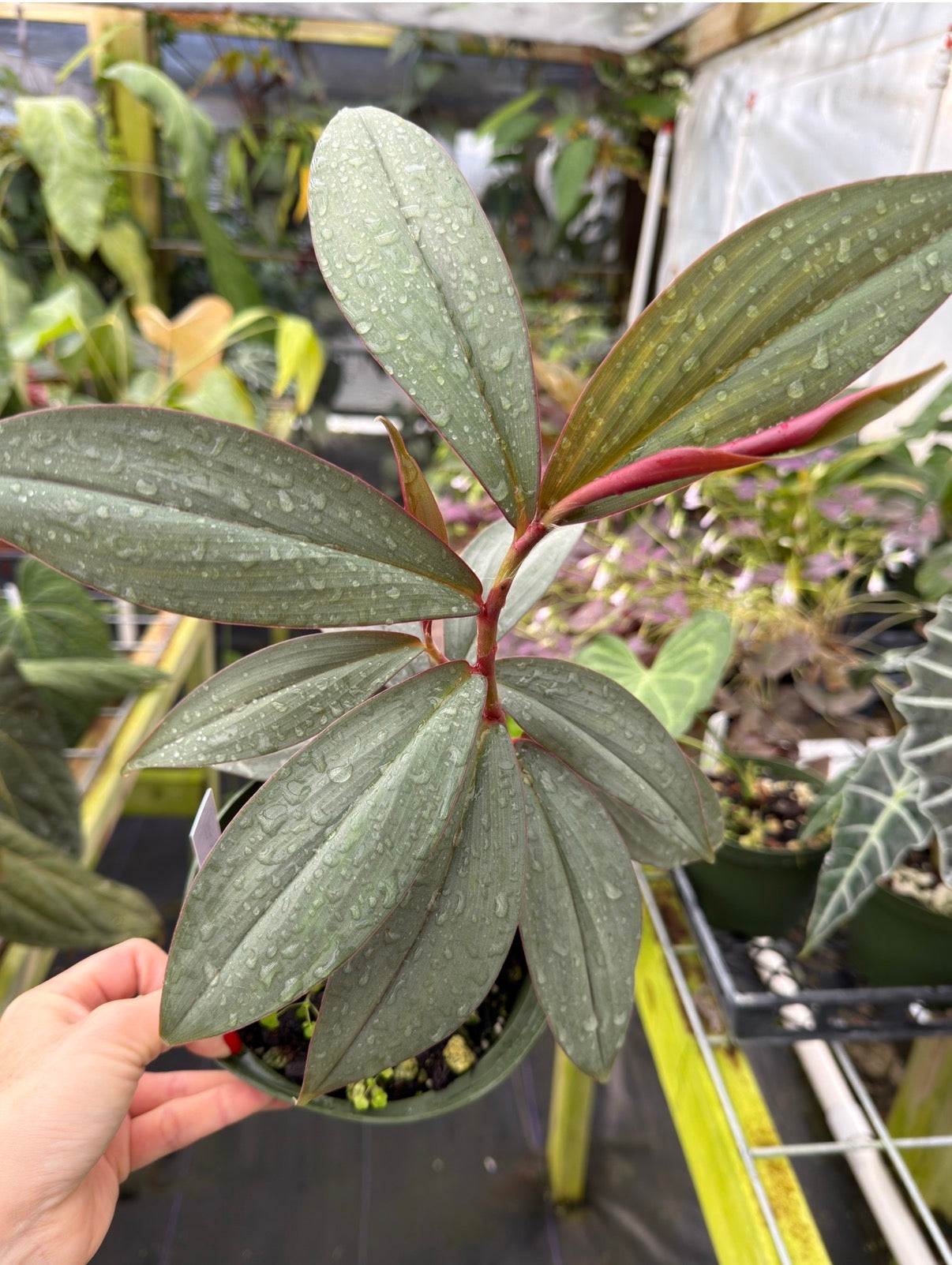 Costus erythrophyllus 'Grey Ghost'