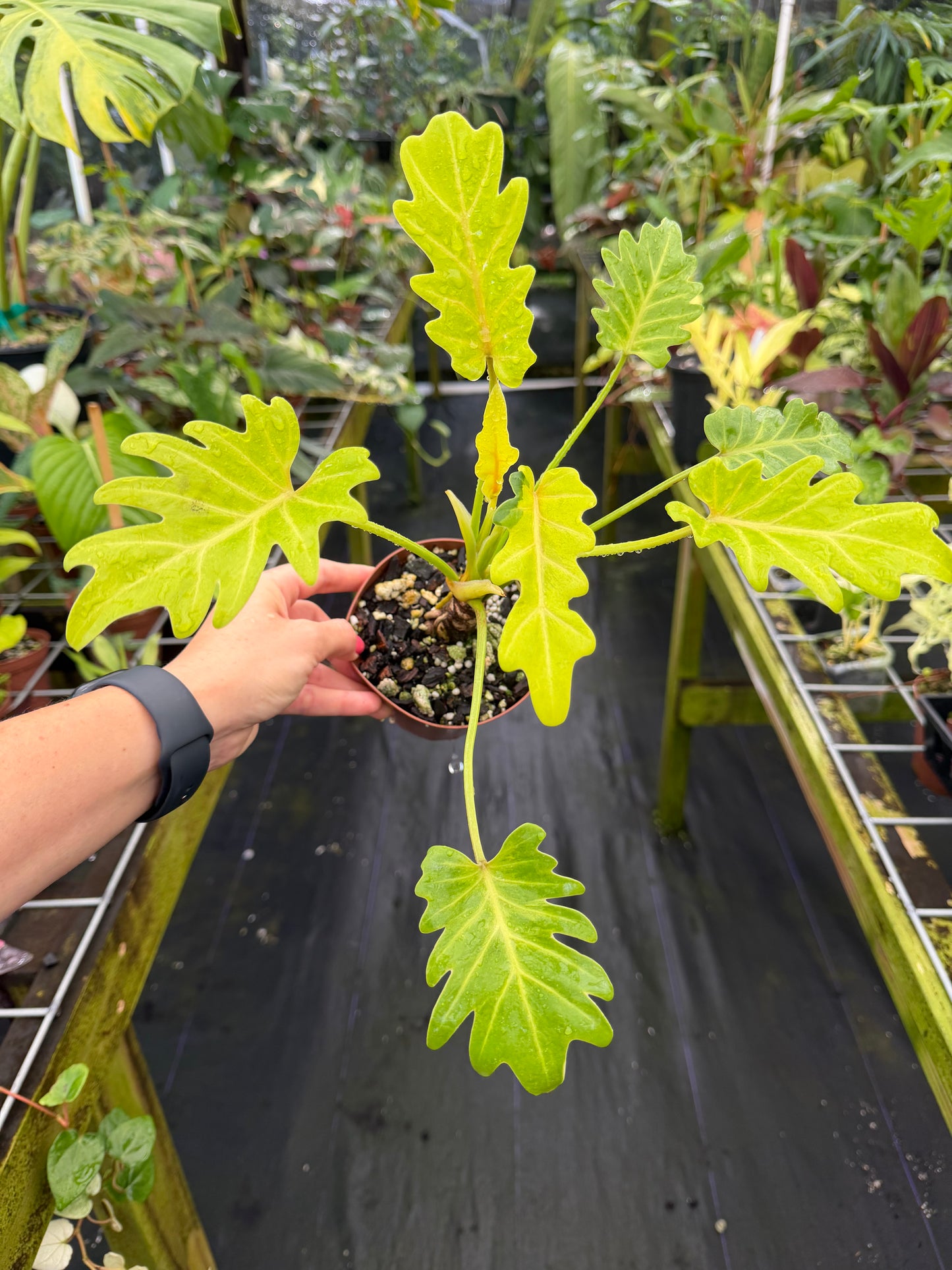 Philodendron Xanadu Variegated, Dwarf Form