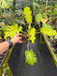 Thaumatophyllum /Philodendron Xanadu Variegated, Dwarf Form