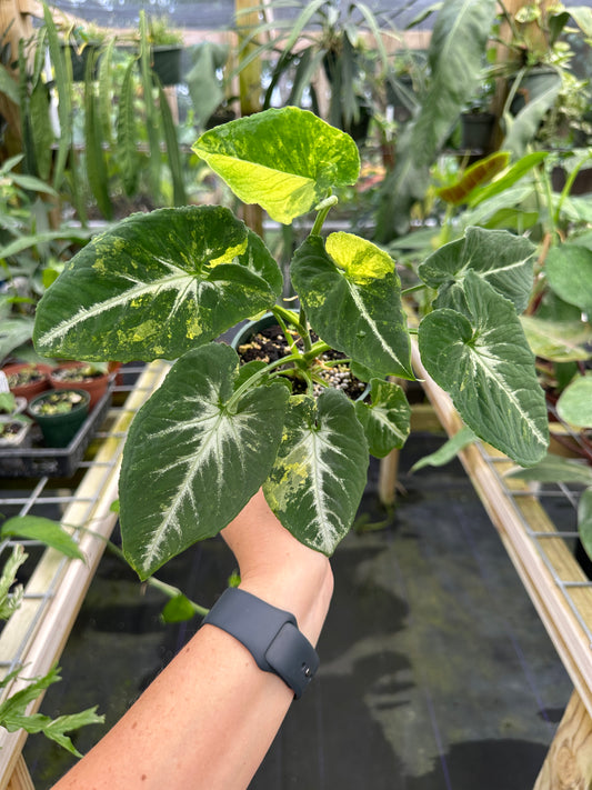 Syngonium "Scrambled Eggs" variegated