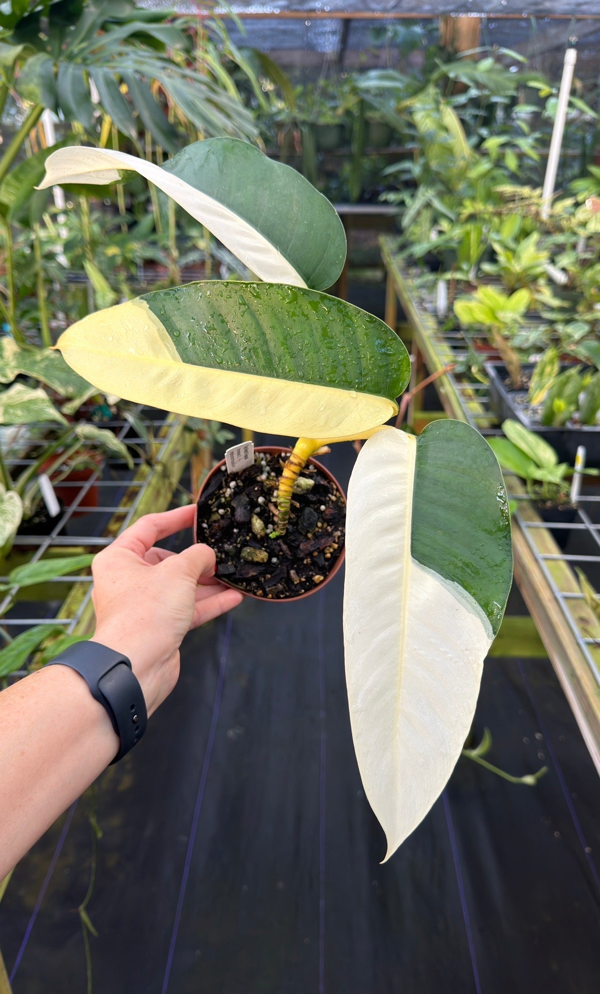 Epipremnum giganteum Albo High Variegated