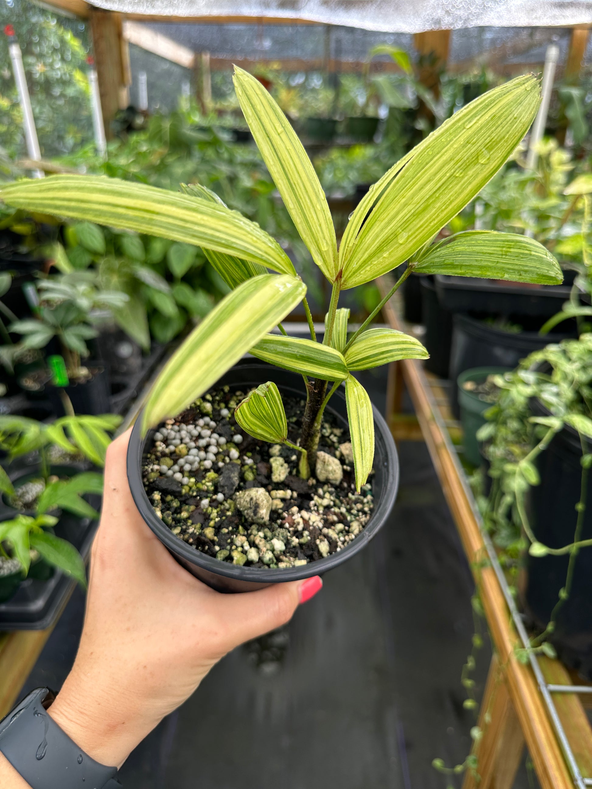 variegated palm plant Rhapis Excelsa Dwarf Variegated, Dwarf Variegated Japanese Lady Palm High Color (EXACT PLANT)
