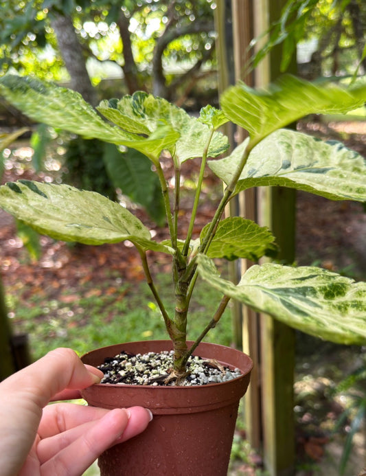 Polyscias sp. Variegated