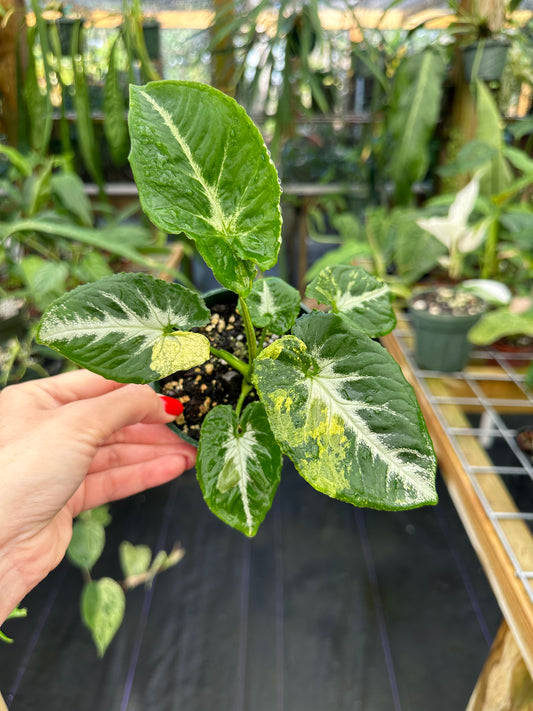 Syngonium "Scrambled Eggs" variegated