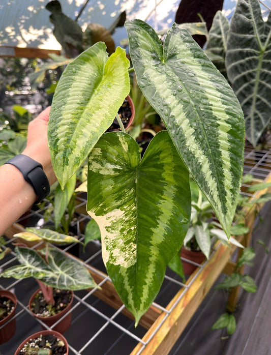 Schismatoglottis wallichi Variegated