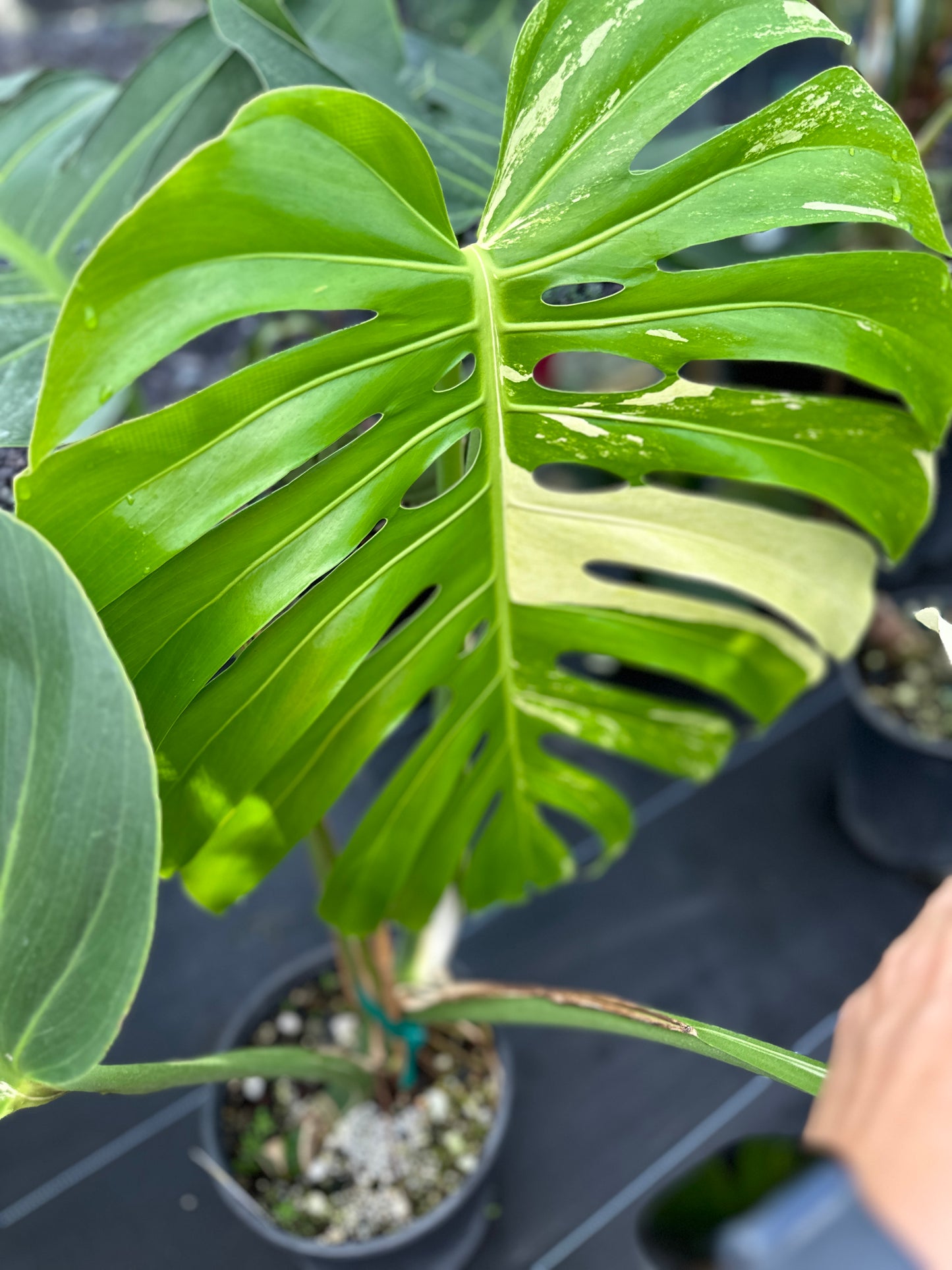 XL Monstera NOID, Mint Variegated Large/Intermediate form EXACT PLANT LOCAL SPECIAL