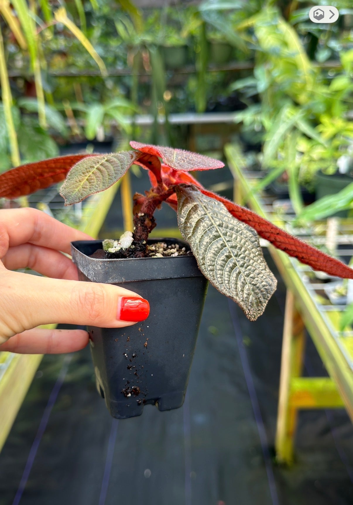 Hoffmannia roezlii type *red