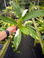 Philodendron wend imbe Variegated