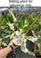 Rare Spathiphyllum "Galaxy" High variegated Peace Lily