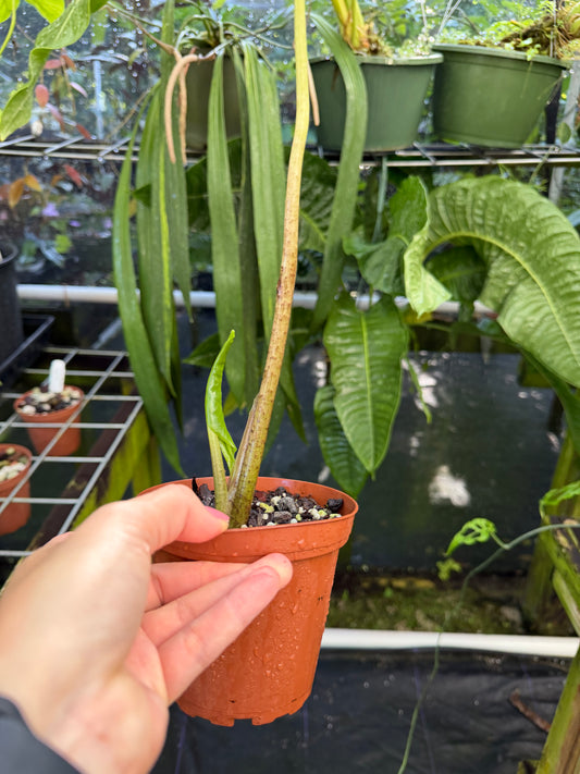 Cyrtosperma merkusii, Rare