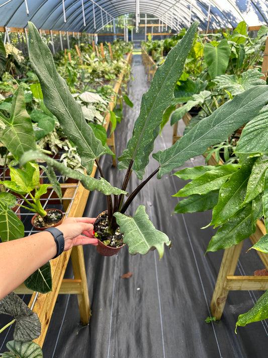 Alocasia Lauterbachiana, Purple Sword Plant