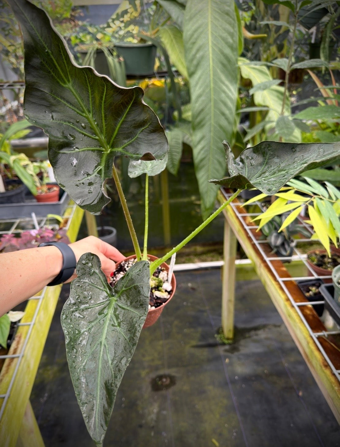 Alocasia 'Grim Reaper', Rare