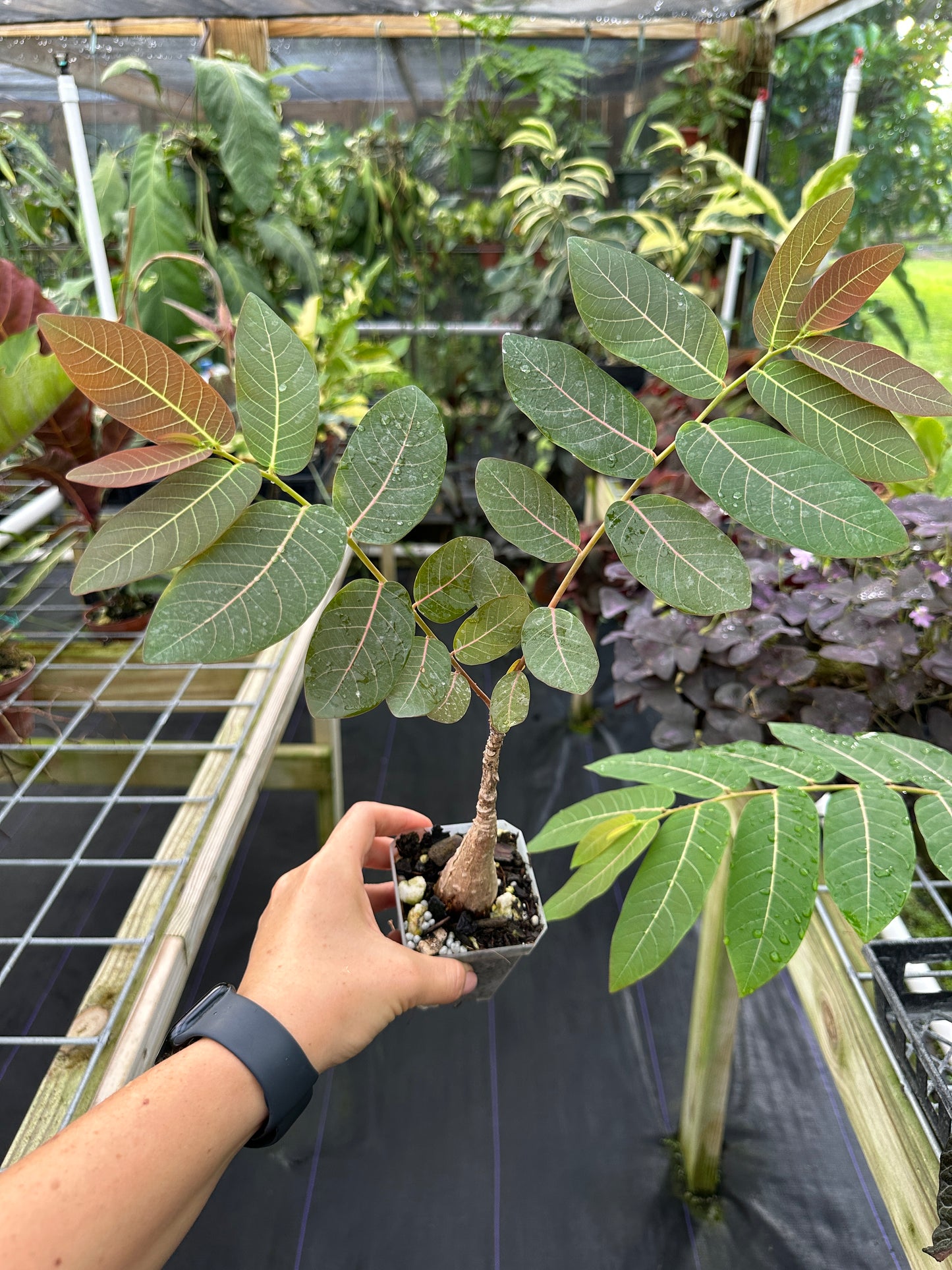 Phyllanthus mirabilis