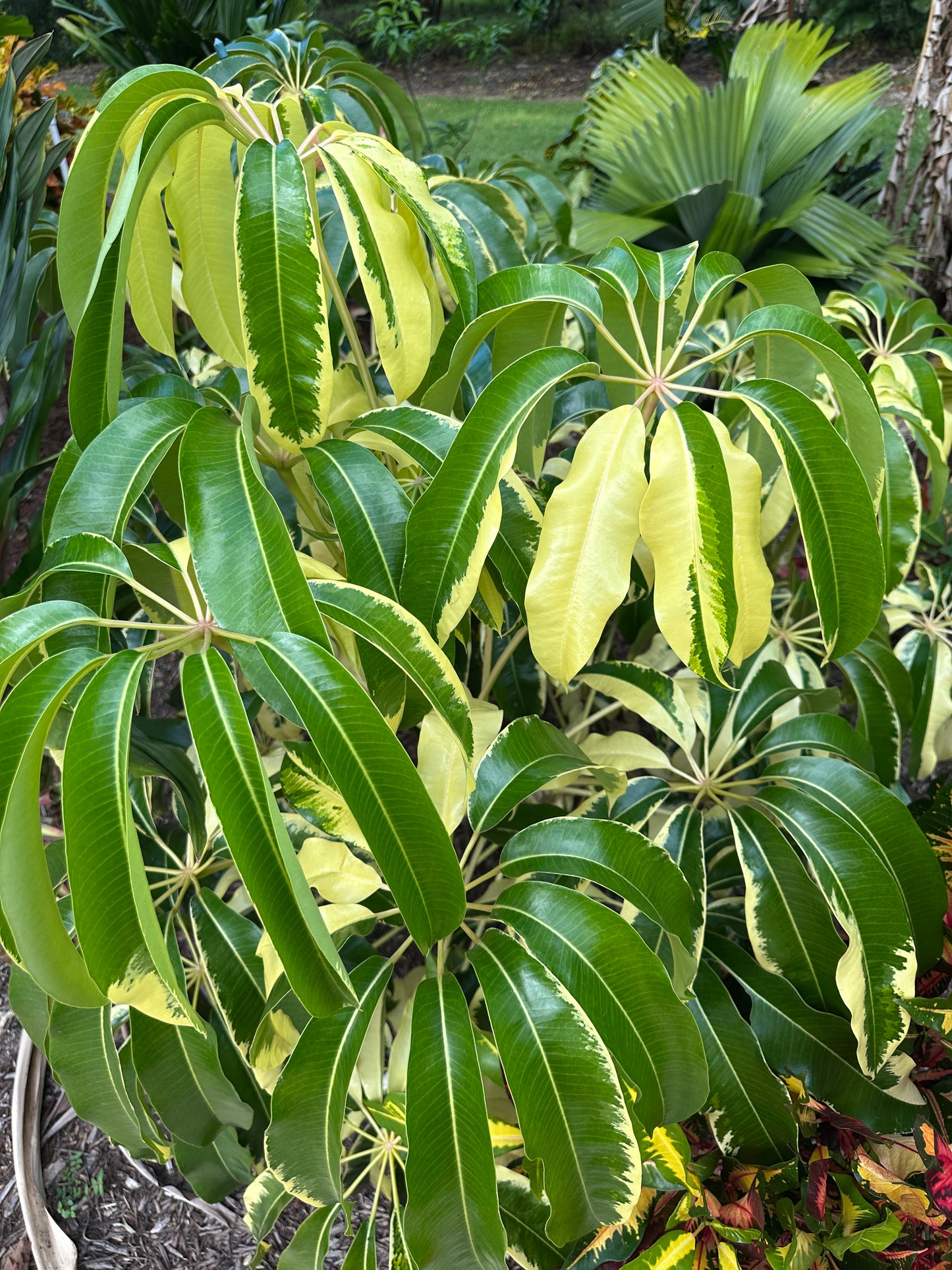 Tupidanthus Calyptratus Variegated, Schefflera Pueckleri Variegated