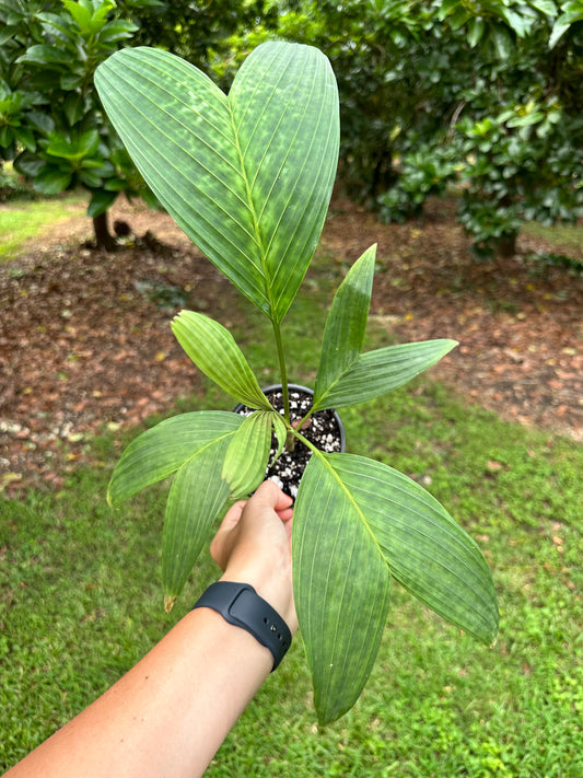 Pinanga sp. Thai Mottled Palm