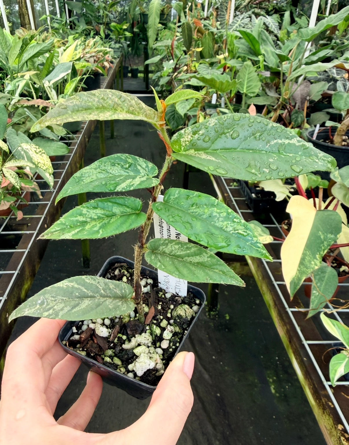 Ficus sagittata variegated