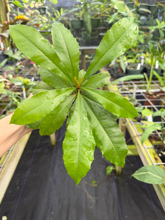 Clavija spinosa