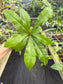 Clavija spinosa