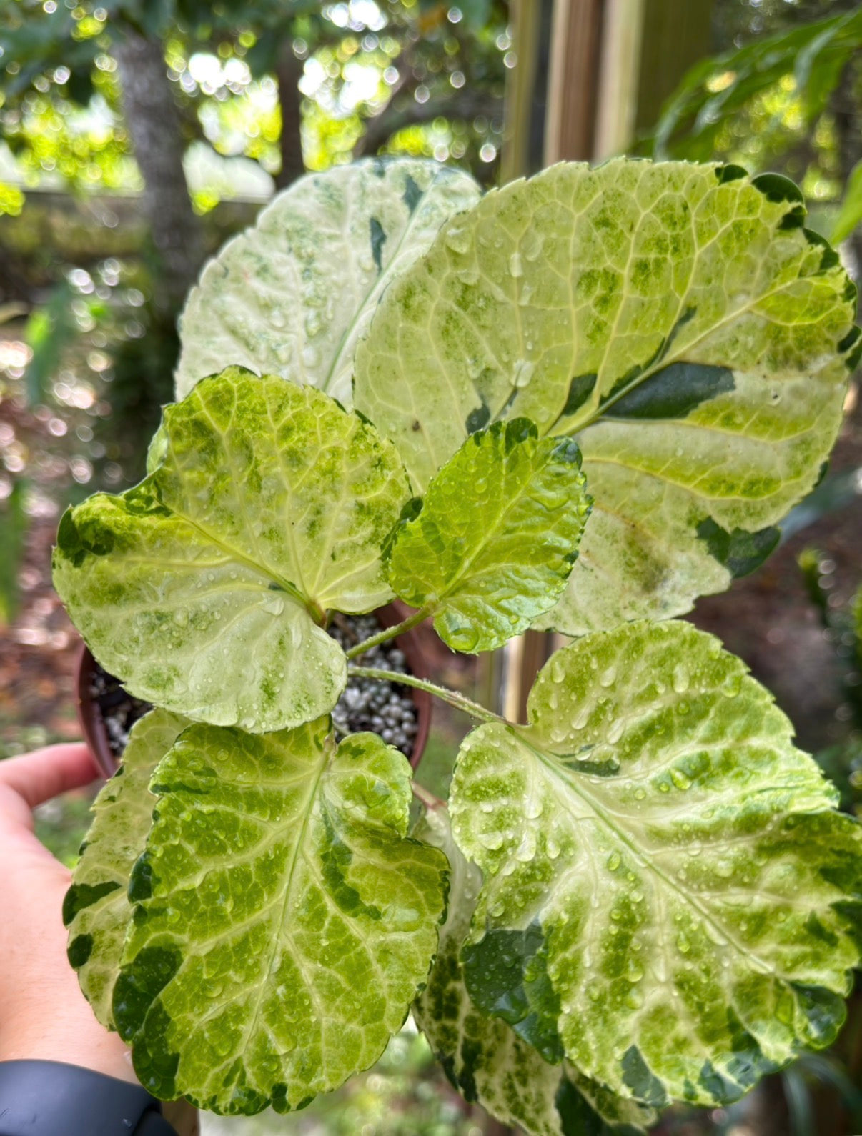 Polyscias sp. Variegated