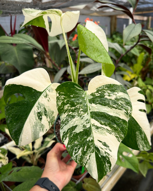 Monstera Albo Variegated EXACT PLANT 6” pot