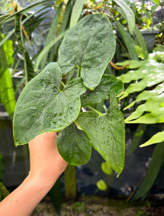 Chlorospatha longipoda