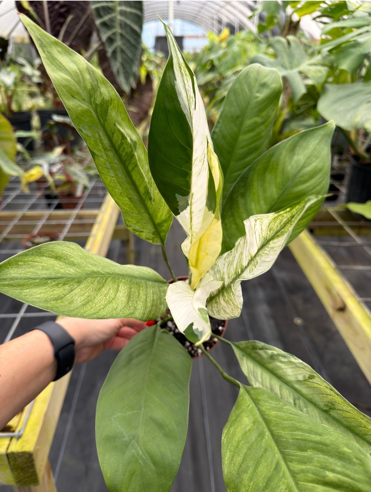 Spathiphyllum City of Angels