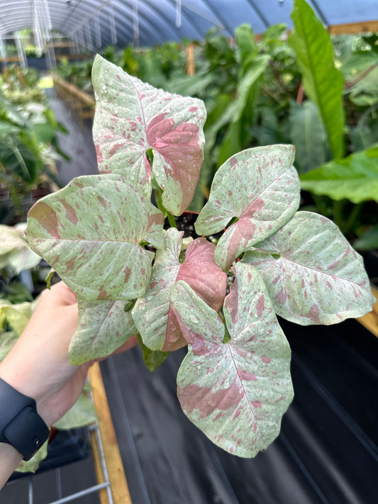 Syngonium podophyllum 'Milk Confetti'