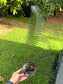 Dioon edule