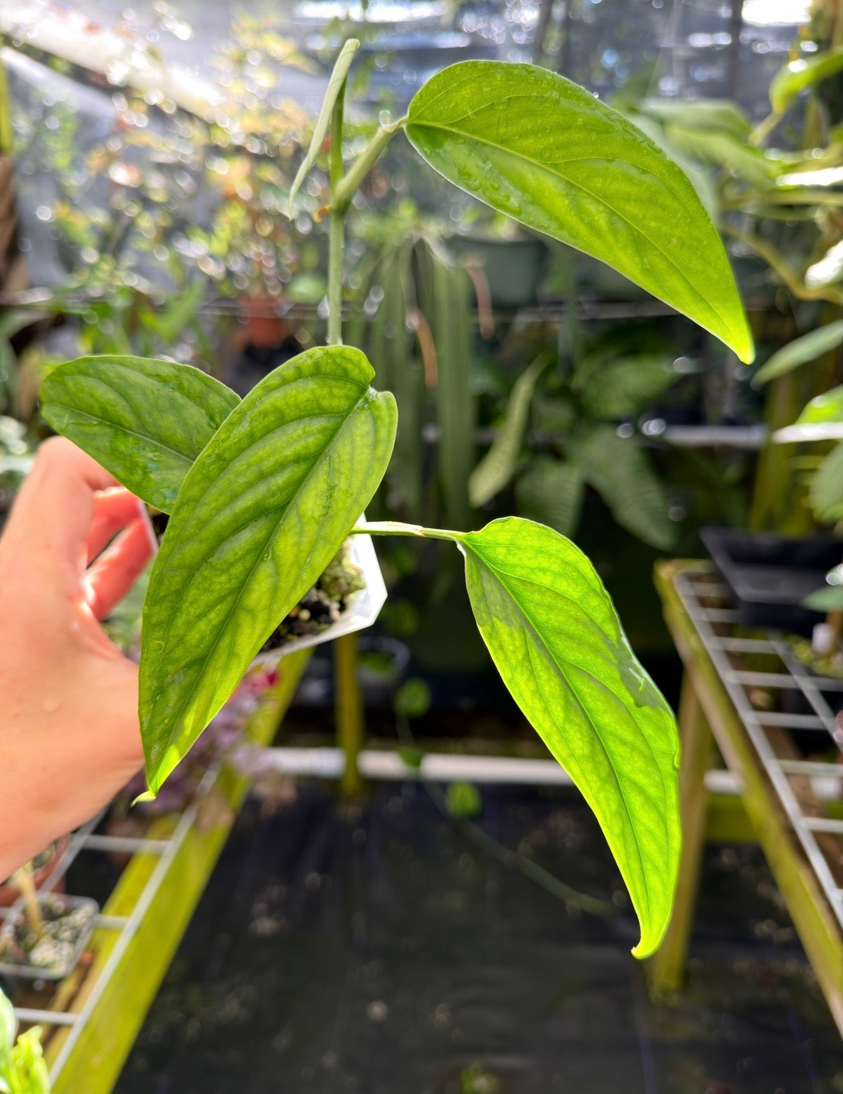 Monstera aff. obliqua "Filamentous" Rare