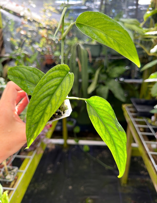 Monstera aff. obliqua "Filamentous" Rare