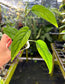 Monstera aff. obliqua "Filamentous" Rare