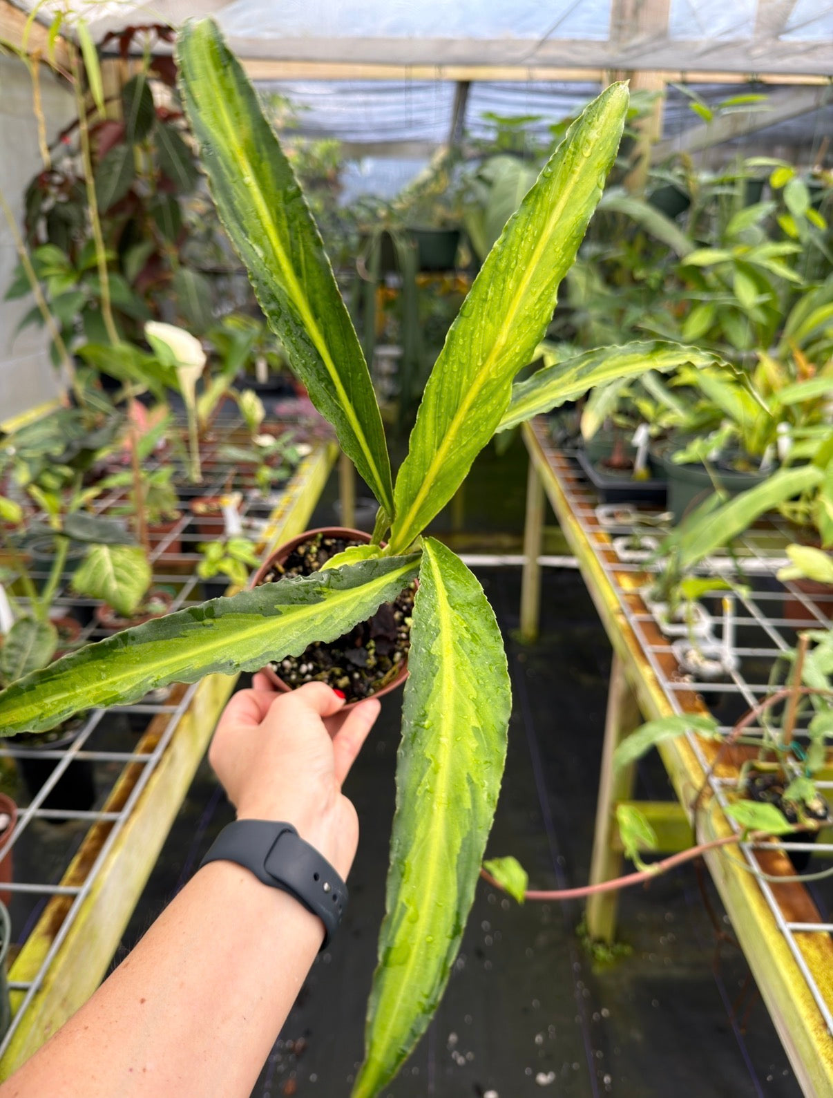 Holochlamys sp. Papua