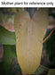 Philodendron 'Whipple Way' Thai form
