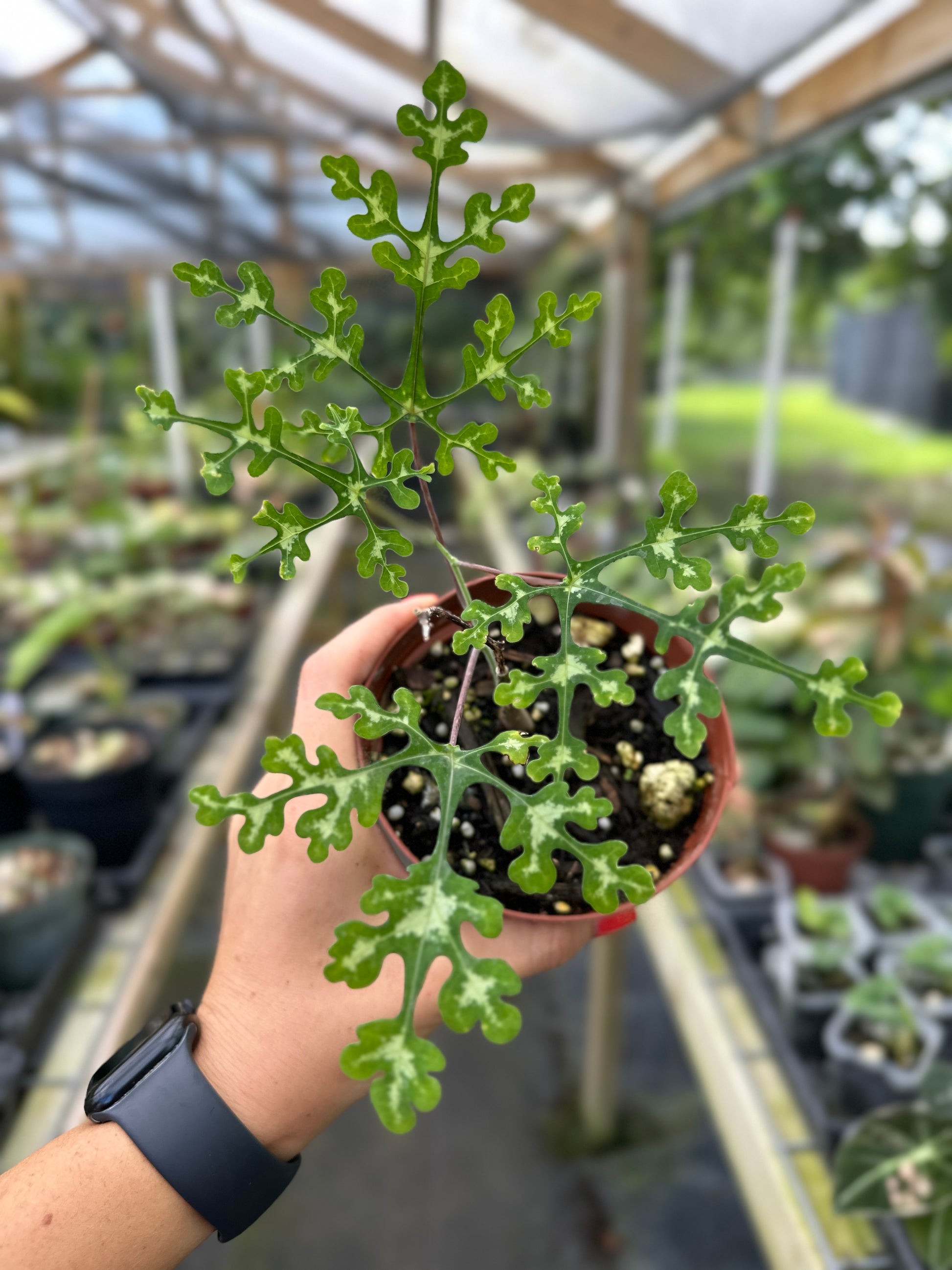 unusual succulent plants for sale Adenia perrieri Ultra Rare Succulent – Top Notch Tropical