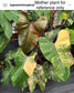 Philodendron 'Strawberry Shake' Large, LOCAL PICK UP SPECIAL