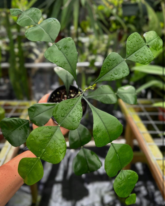 Phyllarthron cauliflorum , Ultra Rare