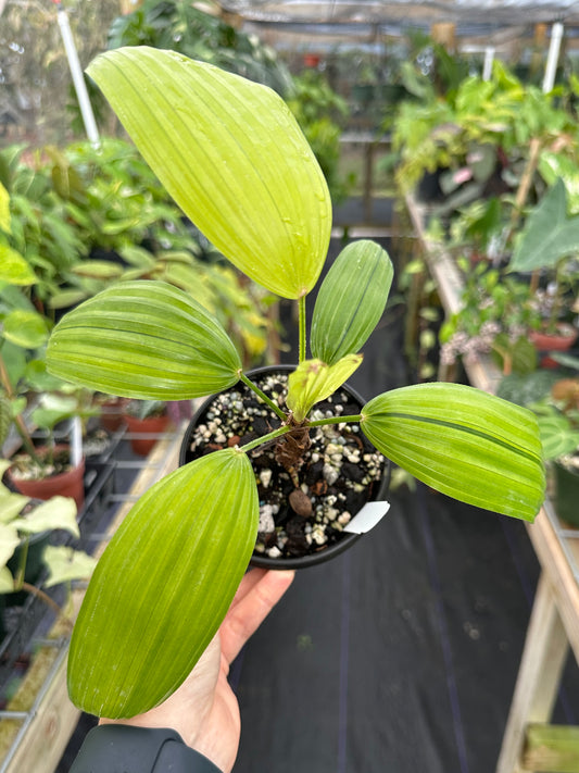 Rhapis excelsa 'Mangetsunotakara' Dwarf Variegated, Rare Dwarf Variegated Lady Palm Japanese Cultivar (EXACT PLANT)