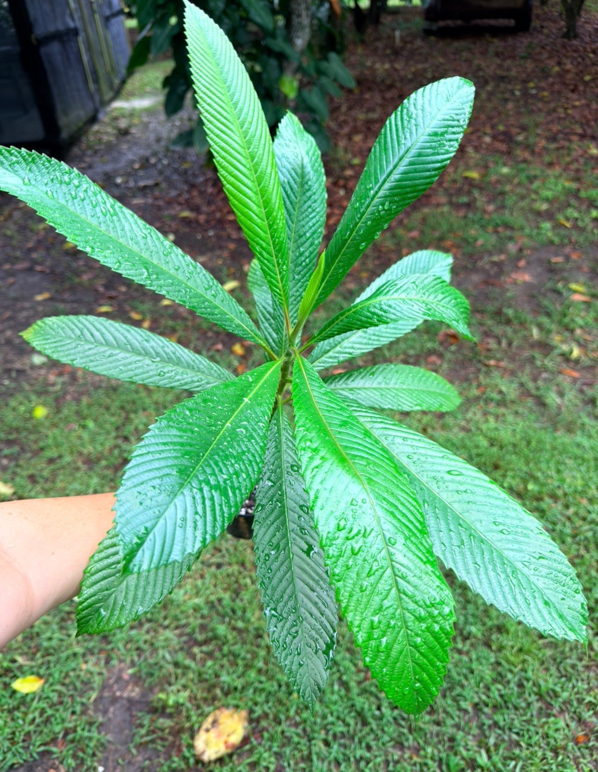 Dillenia indica tree