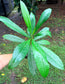 Dillenia indica tree