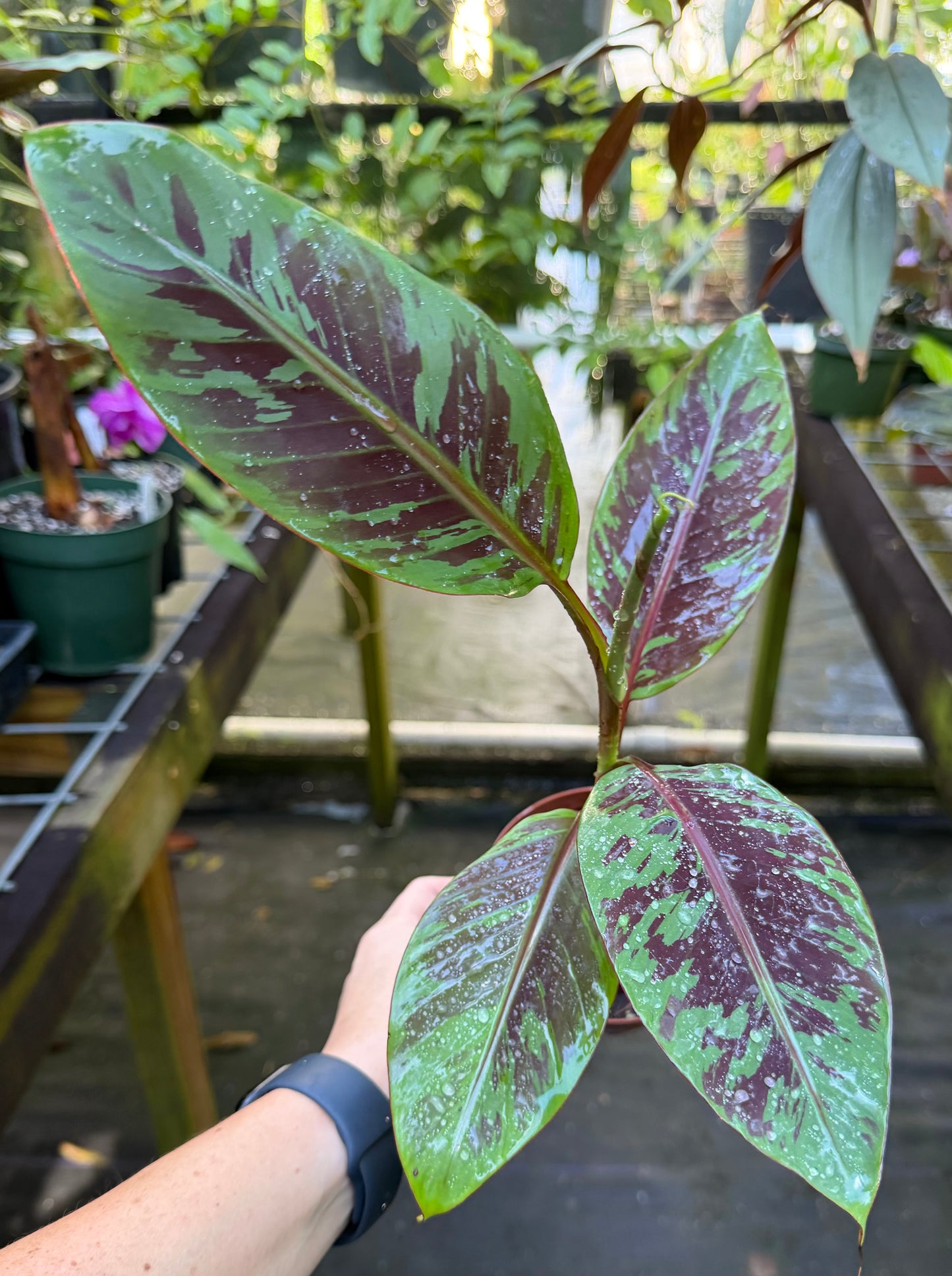 Musa acuminata 'Zebrina' Ornamental Banana