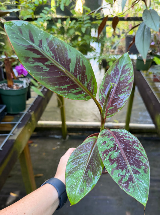 Musa acuminata 'Zebrina' Ornamental Banana