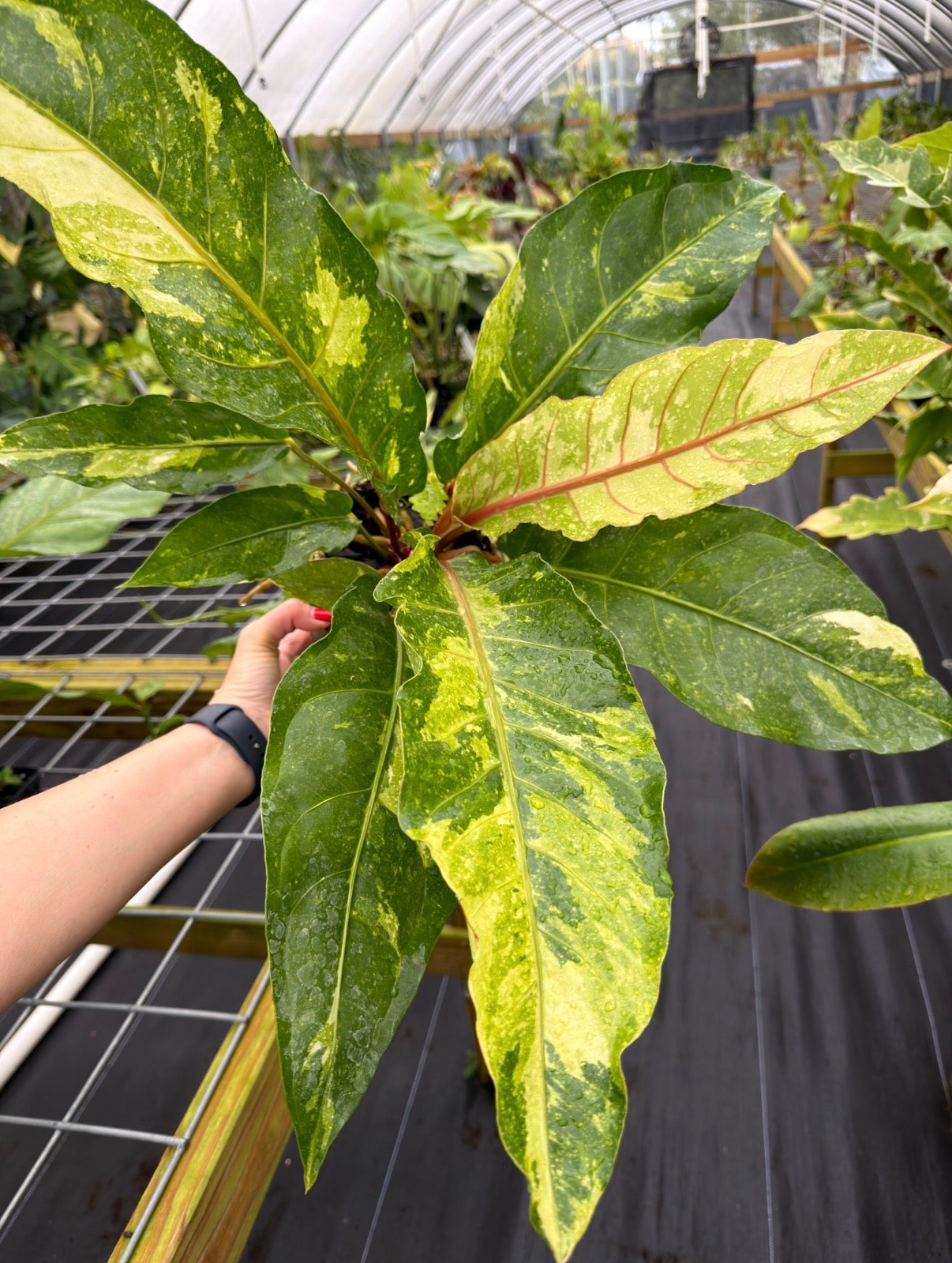 Anthurium Birds Nest hybrid variegated