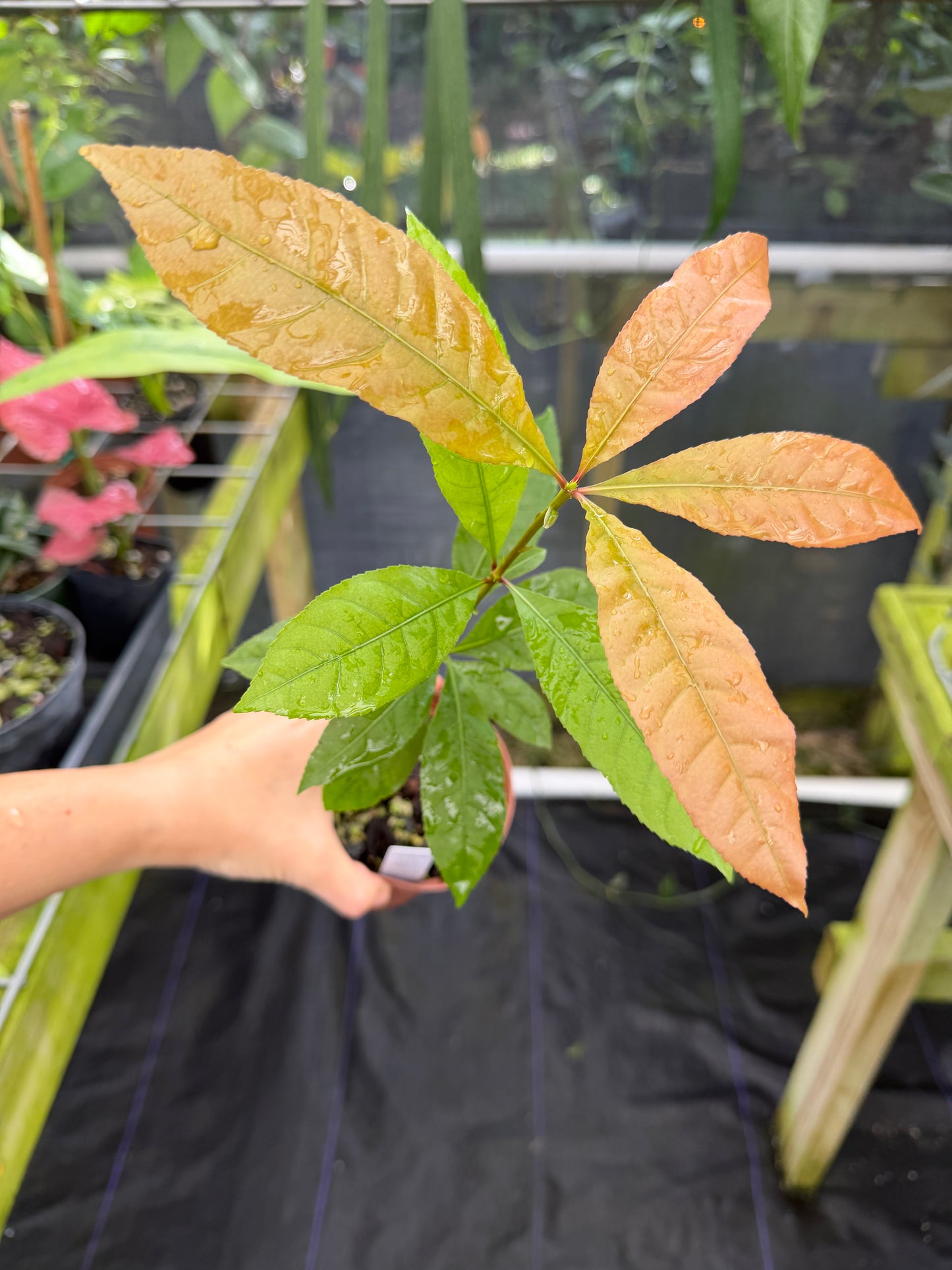 Rare Barringtonia asiatica