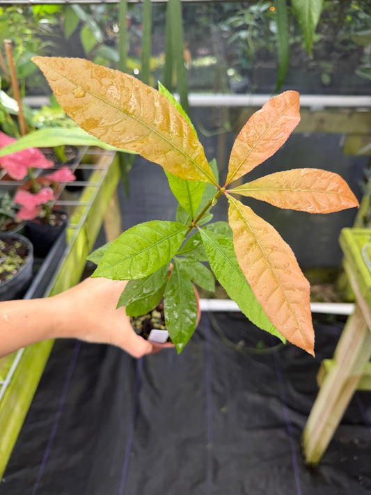 Rare Barringtonia asiatica