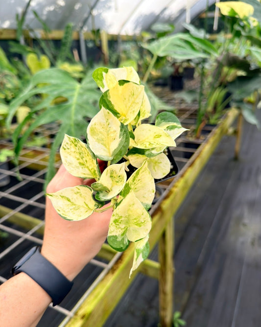 Epipremnum aureum  'Japanese Global' Kunzo Lineage