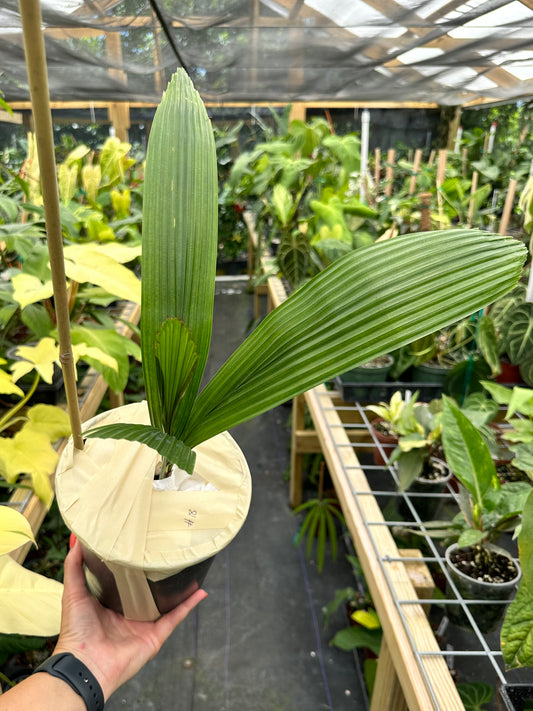 Large Rare Johannesteijsmannia Altifrons Joey Palm